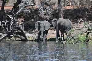 elephant botswana chobe