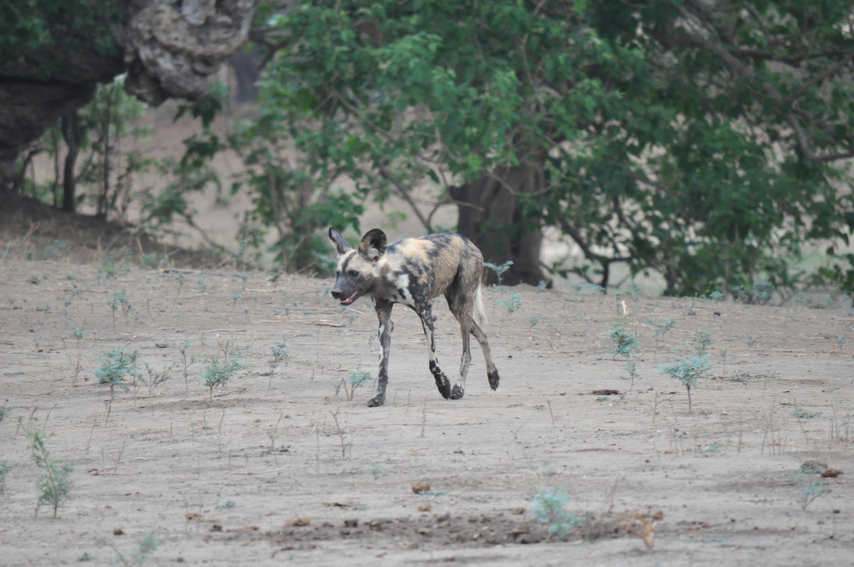 Lycaon Mana Pools Zimbabwe