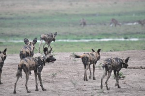 Lycaons wild dogs Mana Pools Zimbabwe