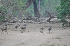 Lycaons Mana Pools Zimbabwe wild dogs