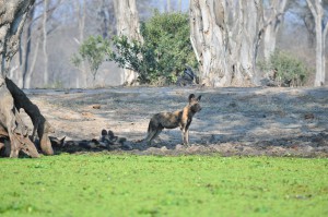 Lycaons Mana Pools Safari exception Zimbabwe