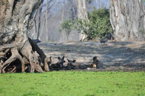 Lycaons Mana Pools Zimbabwe