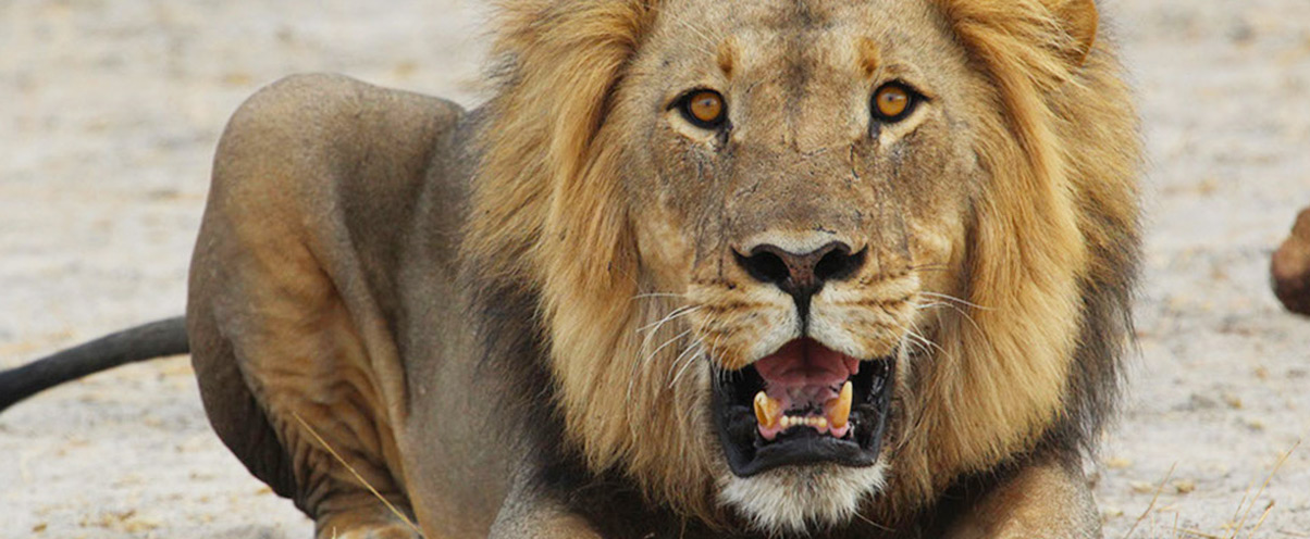 Lion etosha namibie safari