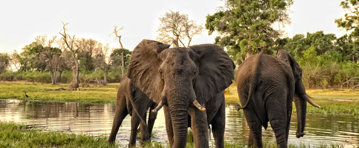 botswana-elephants -khwai