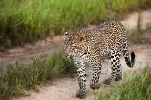 leopard safari