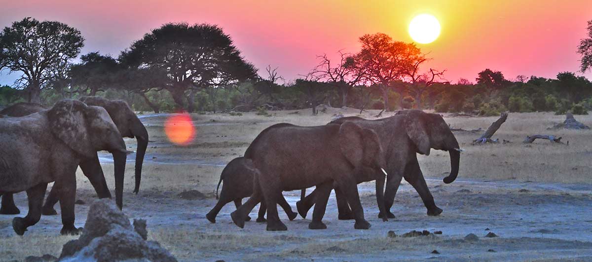 Voyage de noces afrique du Sud- Zimbabwe-Safaris