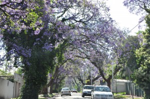 rue de Melville-Johannesburg - Arbre Jacaranda