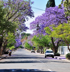 jacaranda arbre afrique du sud melville