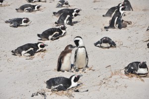 pingouins-le Cap-afrique du sud- plage de boulders-boulders beach