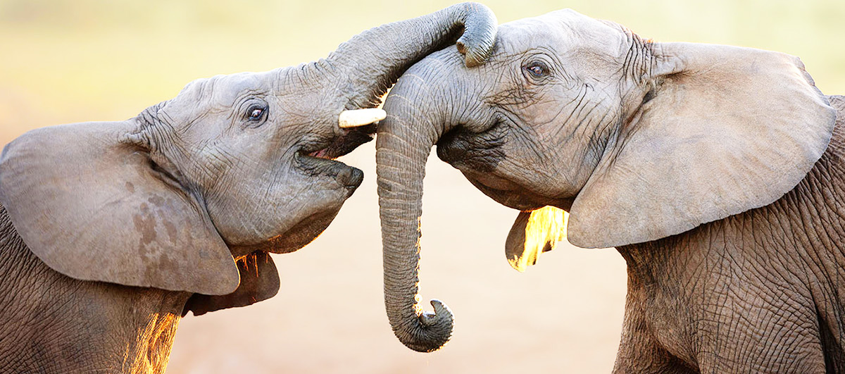 big-five-safari-south-africa-elephant-sabi-sands