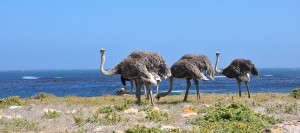 cap-bonne-esperance-autruches afrique du sud zazu voyage