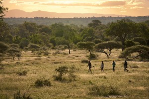 game walk bush africa