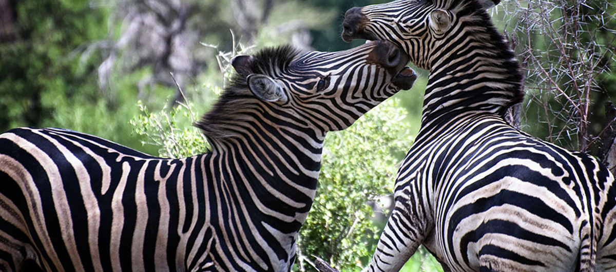 sabi-sands-kruger-game-reserve-zebras