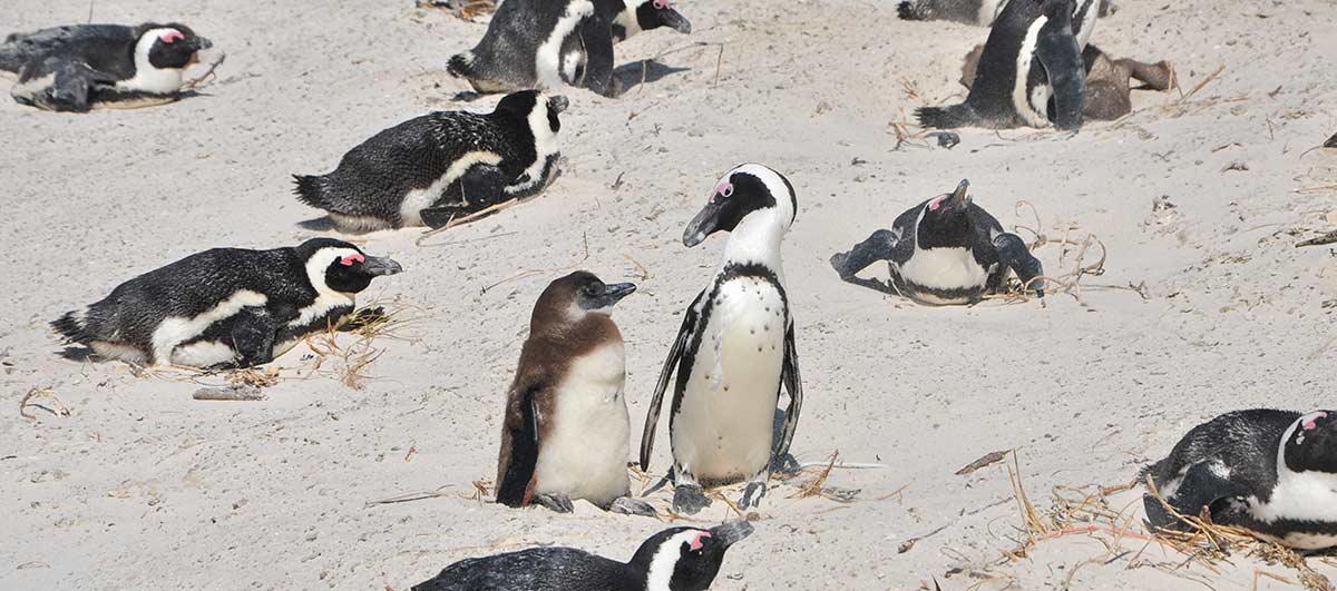 zazu-pinguins