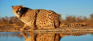 elephant-camp-guepard victoria falls zimbabwe