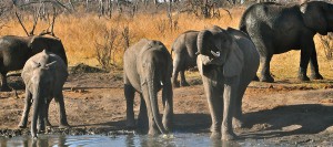 elephant safari hwange zimbabwe voyage de noces