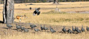 hwange-pintade chacal safari zimbabwe