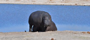 hwange-hippopotames-safari zimbabwe voyage de noces