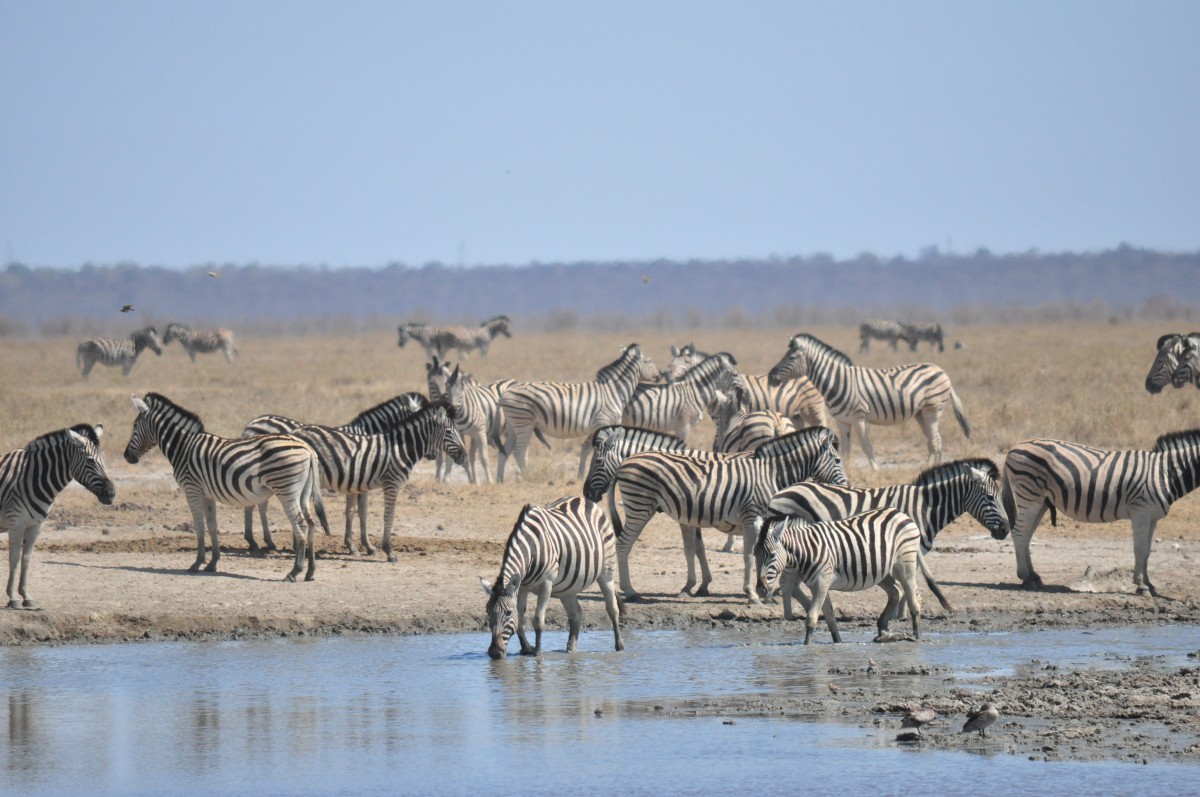 AUTO-TOUR NAMIBIE SAFARIS AFRIQUE AVENTURE