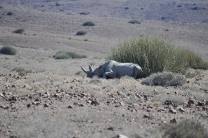 rhino noir namibie palmwag