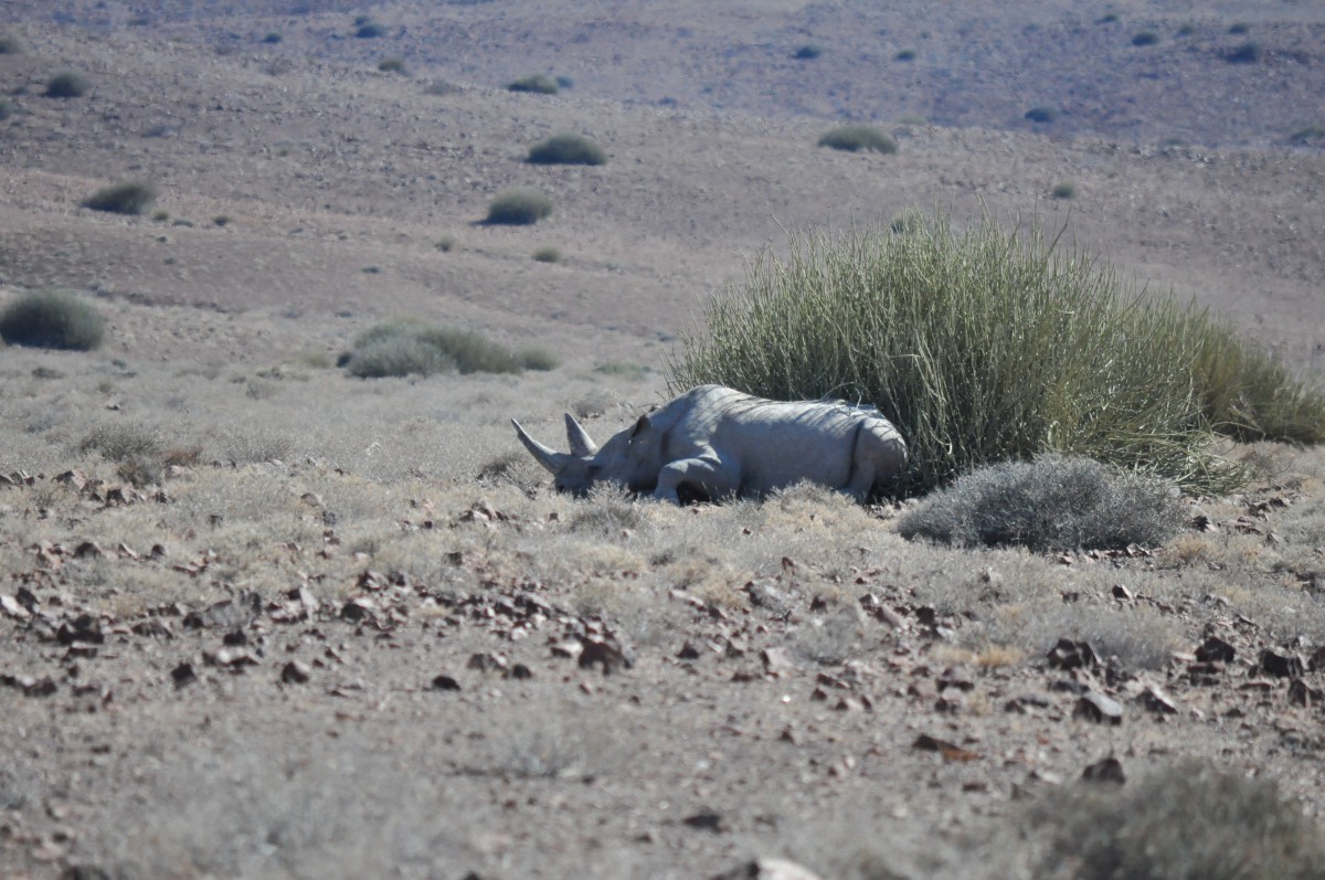 Rhinocéros Noir Namibie Tracking 