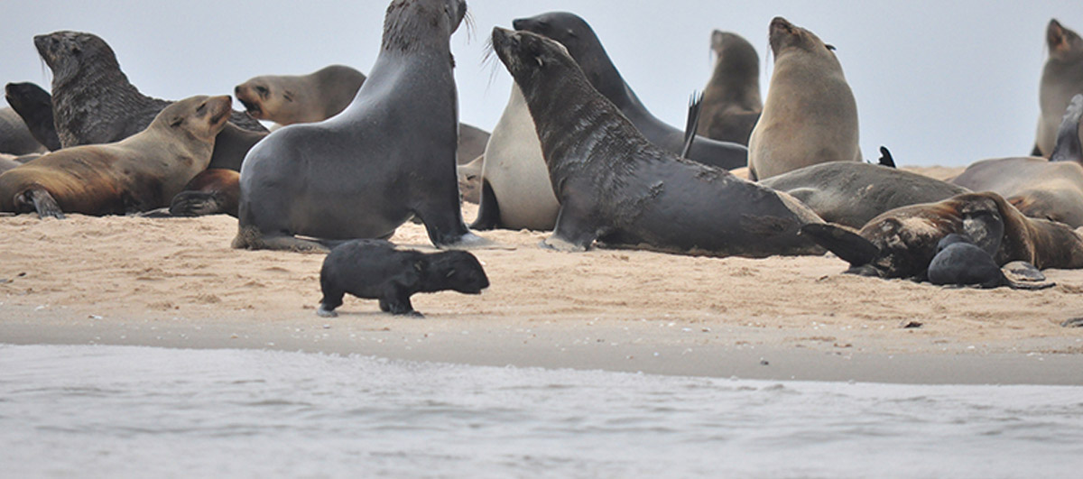 voyage famille swakopmund CANOE ACTIVITE PHOQUES