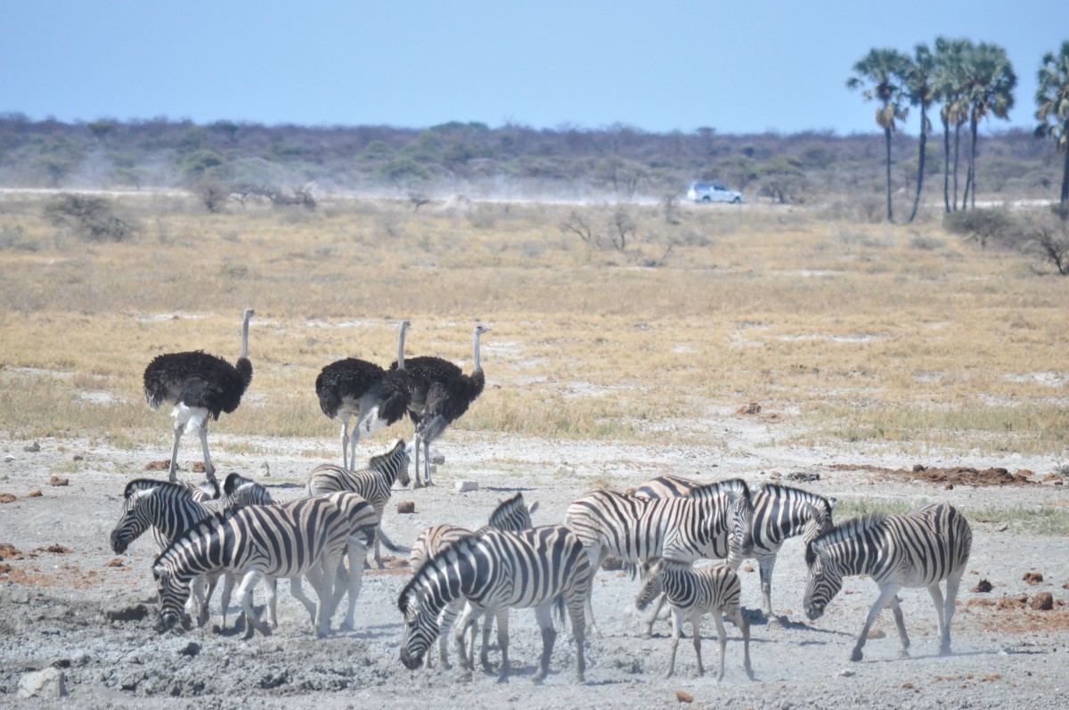 Etosha namibie safari voyage famille