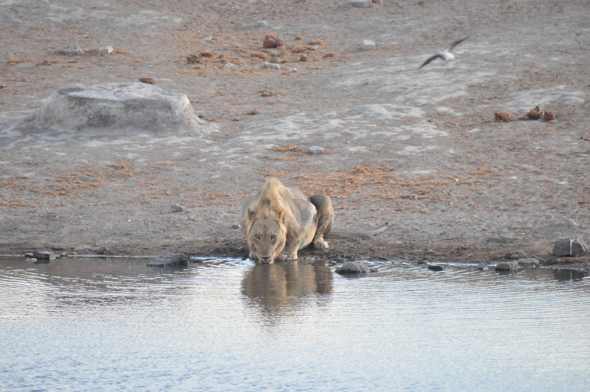 Lion Etosha Safari 4*4 Namibie