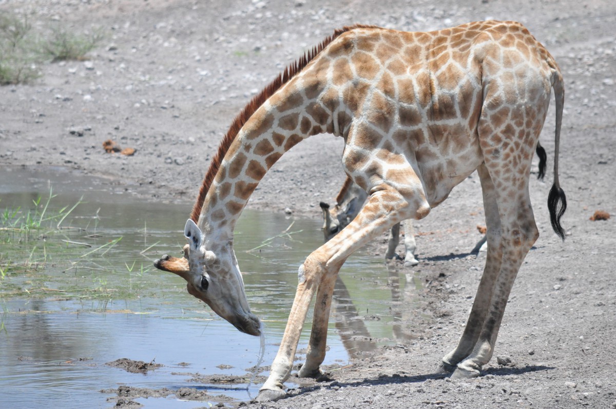 Etosha namibie safari voyage famille girafe