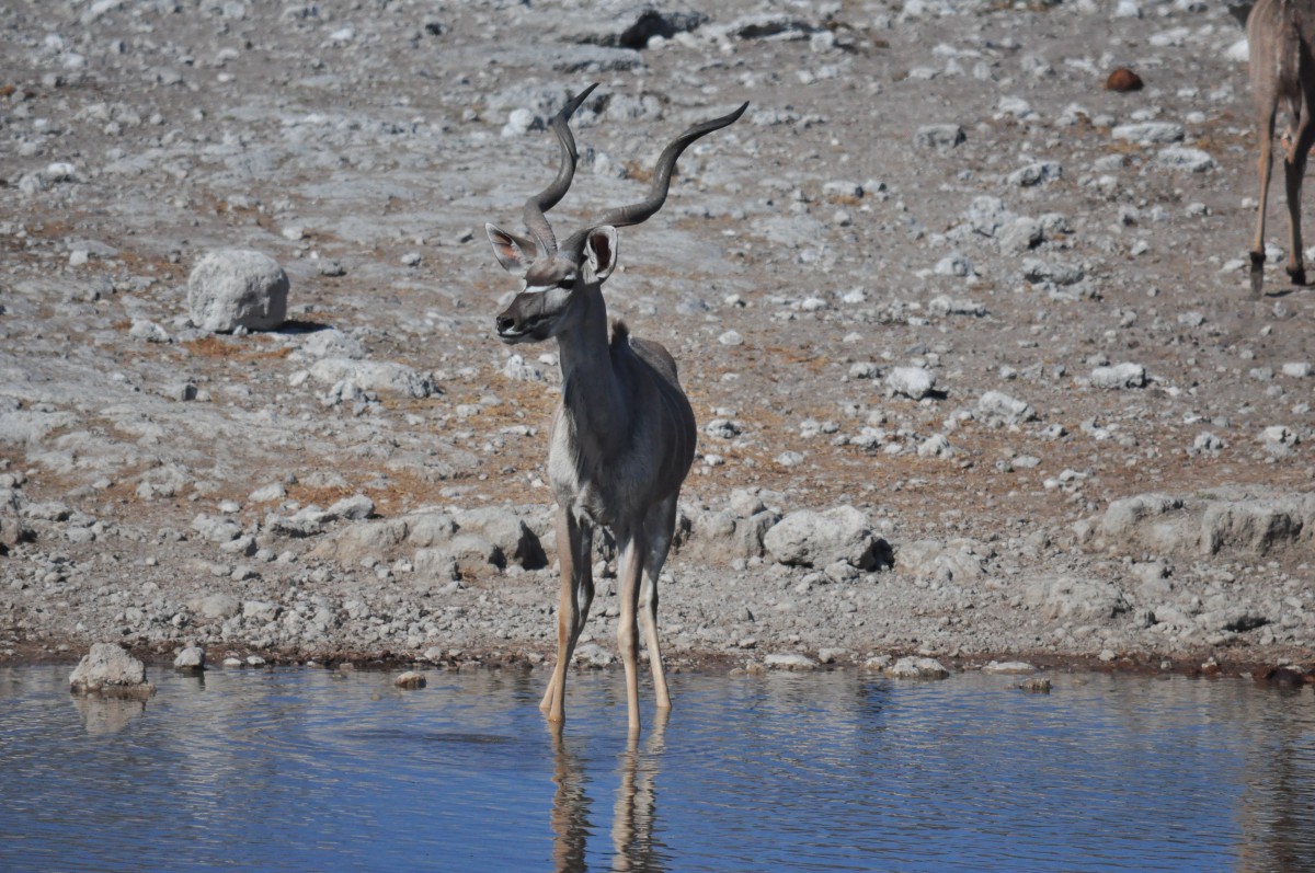kudu antilope ethosa namibie