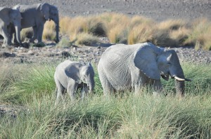 elephants du desert rhino camp namibie
