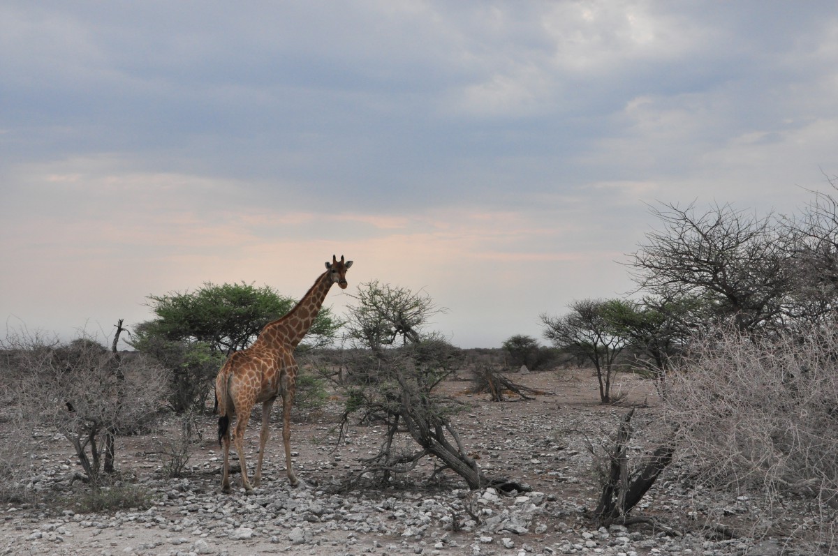 etosha girafe voyage famille namibie