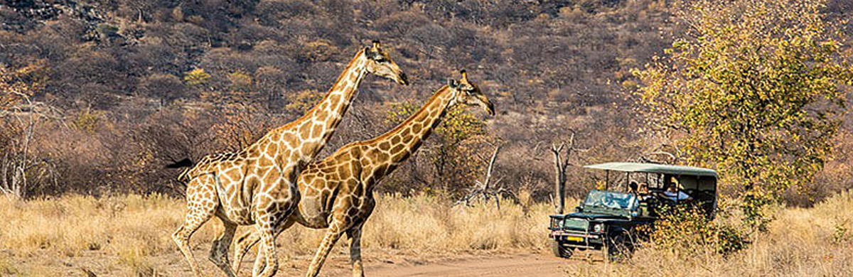 ongava tented camp safari