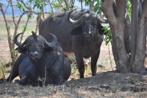 Buffles Mana Pools Safari Zimbabwe