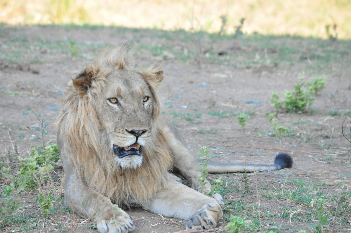 Lion Mana Pools Safari Zimbabwe