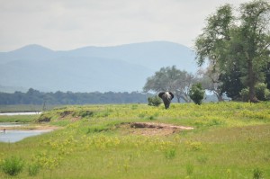 elephants Mana Pools Safari Zimbabwe