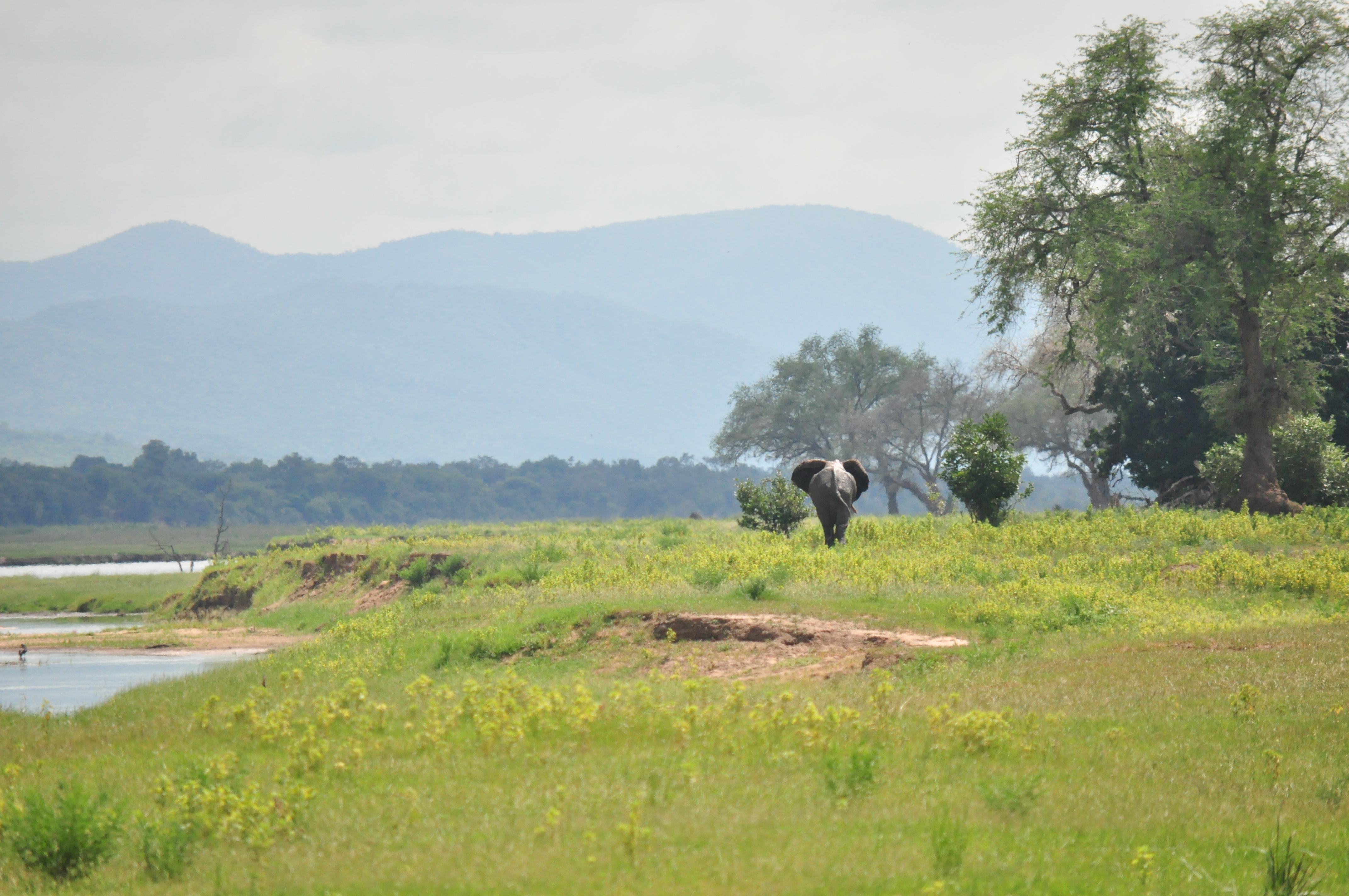 elephants Mana Pools Safari Zimbabwe