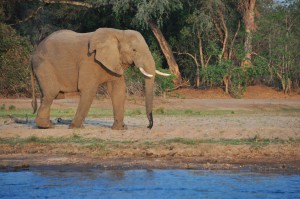 elephant Mana Pools Safari Zimbabwe