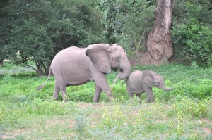 elephants Mana Pools Safari Zimbabwe