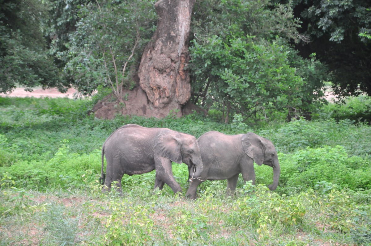 ELEPHANTS MANA POOLS ZIMBABWE