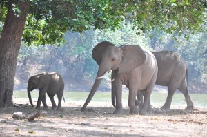 Elephants Mana Pools Safari Zimbabwe