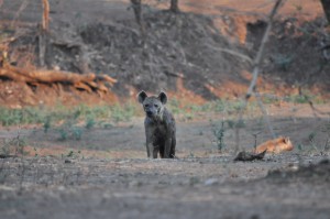 Hyene Mana Pools Safari Zimbabwe