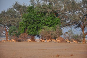 Mana Pools Impalas safaris Zimbabwe