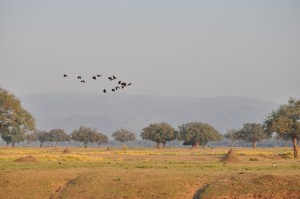 Mana Pools Paysage Zimbabwe