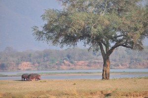 Hippos Mana Pools Safari Zimbabwe