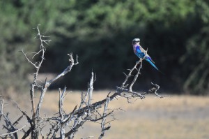 Rollier lilac breasted roller Botswana oiseau