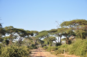 Botswana 4*4 safari