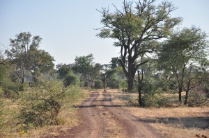 Girafes Parc de Chobe Botswana Safari