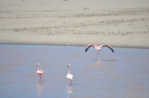 flamands roses namibie flamingoes