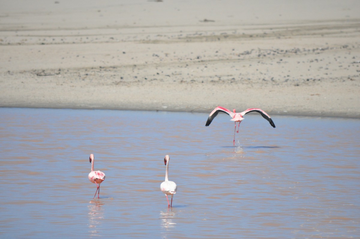 flamands roses namibie flamingoes